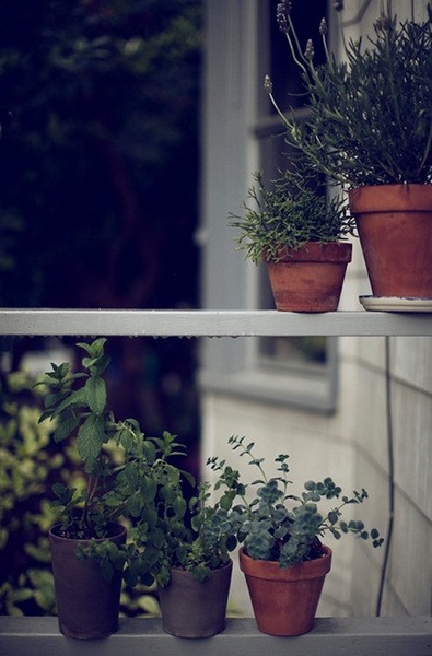 �WɭϵŮ��������ɭϵ��Ԣ(��)