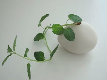 綠色植物裝點(diǎn)墻壁