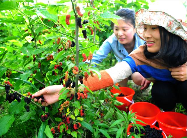 玖久絲綢首屆桑葚采摘節:“葚”是喜人