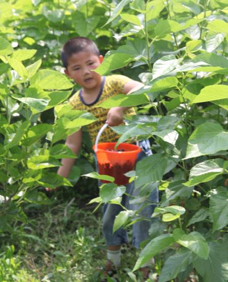 玖久絲綢首屆桑葚采摘節:“葚”是喜人