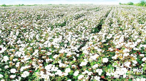 四屆中亞歐博覽會將舉辦紡織產業大會