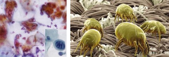 ����˯�ߣ�ه��Violet���C�Ҽ�