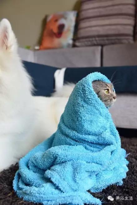 美浴生活:毛巾可以將就,毛巾也可以講究!