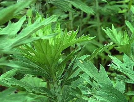 今夏居家、饋贈必選家紡——艾草養生被